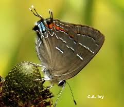 Attēlu rezultāti vaicājumam “Symphytocarpus trechisporus macro”