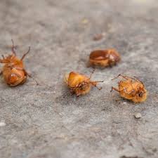 Attēlu rezultāti vaicājumam “Melolontha hippocastani imago”