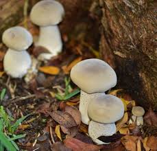 Image result for macrocybe titans