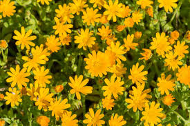 Attēlu rezultāti vaicājumam “Calendula officinalis flower”