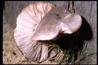 Attēlu rezultāti vaicājumam “Pluteus umbrosus”