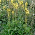 Attēlu rezultāti vaicājumam “Ligularia sibirica”