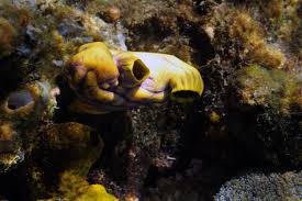 Attēlu rezultāti vaicājumam “Pantilius tunicatus imago”