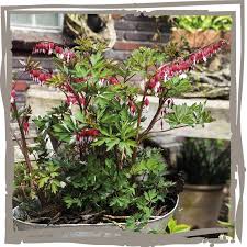 Image result for tränendes Herz