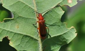 Attēlu rezultāti vaicājumam “Rhagonycha fulva”