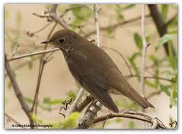 Image result for Catharus minimus