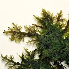 Attēlu rezultāti vaicājumam “Riccardia multifida”