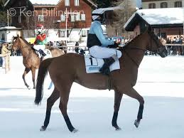 Attēlu rezultāti vaicājumam “Equus ferus caballus”