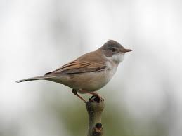 Attēlu rezultāti vaicājumam “Sylvia communis”