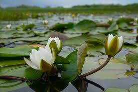 Attēlu rezultāti vaicājumam “Stratiotes aloides flower”