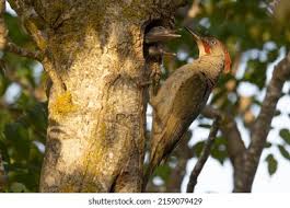 Attēlu rezultāti vaicājumam “Picus viridis nest”