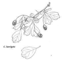 Attēlu rezultāti vaicājumam “Crataegus laevigata leaf”