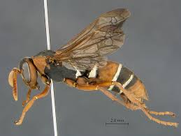 Attēlu rezultāti vaicājumam “Polistes”