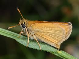 Attēlu rezultāti vaicājumam “Thymelicus lineola male”