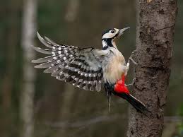 Attēlu rezultāti vaicājumam “Dendrocopos major”
