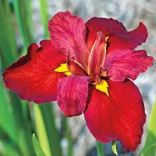 Attēlu rezultāti vaicājumam “Iris rosenbachiana”