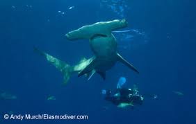 Image result for Sphyrna mokarran