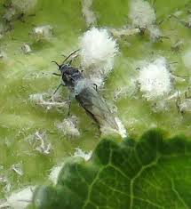 Attēlu rezultāti vaicājumam “Thecabius affinis nymph”