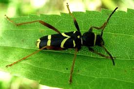 Attēlu rezultāti vaicājumam “Clytus arietis”