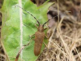 Attēlu rezultāti vaicājumam “Saperda carcharias”