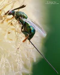 Attēlu rezultāti vaicājumam “Torymidae”