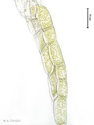 Attēlu rezultāti vaicājumam “Plagiothecium nemorale”