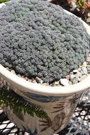 Attēlu rezultāti vaicājumam “Sedum hispanicum fruit”