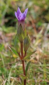 Attēlu rezultāti vaicājumam “Gentianella campestris”