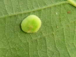 Attēlu rezultāti vaicājumam “Neuroterus albipes”