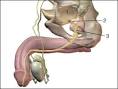 <b>Bladder</b> Outlet <b>Obstruction</b> - ActiveForever