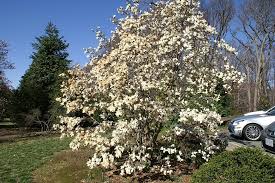 Attēlu rezultāti vaicājumam “Magnolia cylindrica”