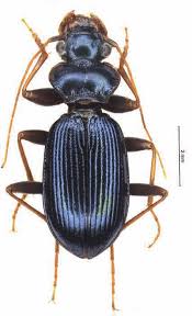 Attēlu rezultāti vaicājumam “Leistus terminatus”