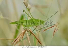 Attēlu rezultāti vaicājumam “Phaneroptera falcata”