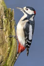 Attēlu rezultāti vaicājumam “Dendrocopos major male”