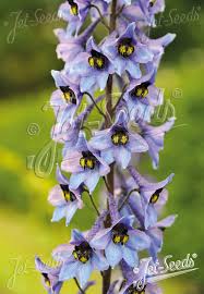 Attēlu rezultāti vaicājumam “Delphinium elatum”