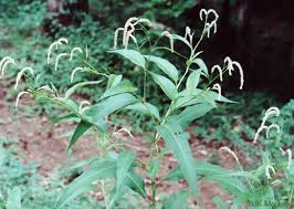 Attēlu rezultāti vaicājumam “Persicaria lapathifolia leaf”