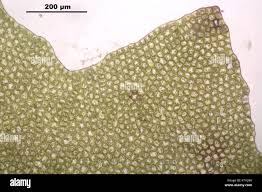 Attēlu rezultāti vaicājumam “Barbilophozia barbata”