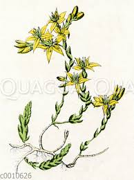 Image result for Mauerpfeffer