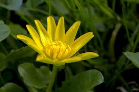 Attēlu rezultāti vaicājumam “Ficaria verna”