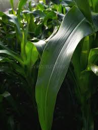 Attēlu rezultāti vaicājumam “Zea mays leaf”
