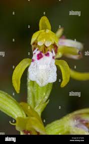Attēlu rezultāti vaicājumam “Corallorhiza trifida flower”