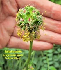 Image result for Sanguisorba minor