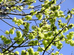 Attēlu rezultāti vaicājumam “Ulmus glabra flower”