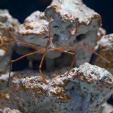 Attēlu rezultāti vaicājumam “Adelphocoris seticornis”