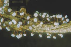 Attēlu rezultāti vaicājumam “Didymium bahiense macro”