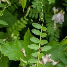 Attēlu rezultāti vaicājumam “Vicia sylvatica”
