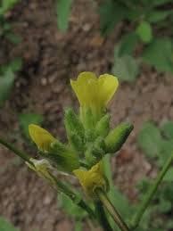 Attēlu rezultāti vaicājumam “Diplotaxis muralis flower”