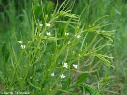 Attēlu rezultāti vaicājumam “Thesium ebracteatum”