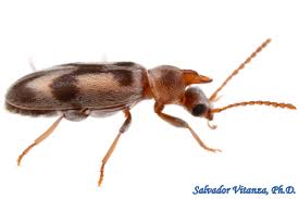 Attēlu rezultāti vaicājumam “Anthicidae”