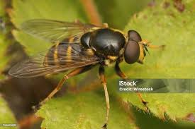 Attēlu rezultāti vaicājumam “Sericomyia silentis”